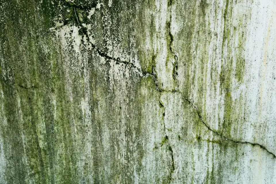 The Dryspring Mold Removal Story: Dedicated to Apex, NC